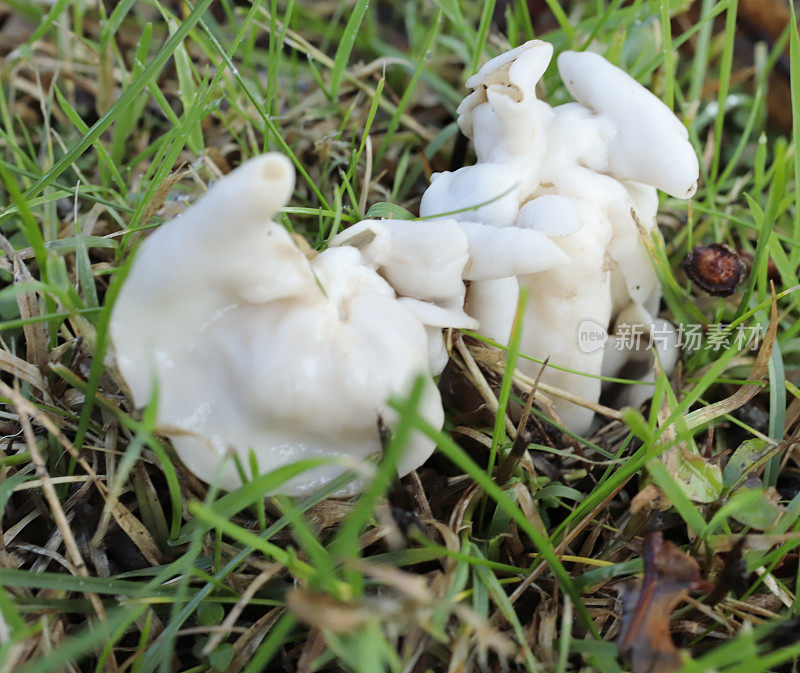 白鞍菇(Helvella crispa)